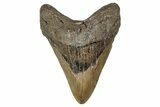 Fossil Megalodon Tooth - North Carolina #354433-1